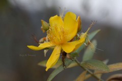 Hypericum gaitii